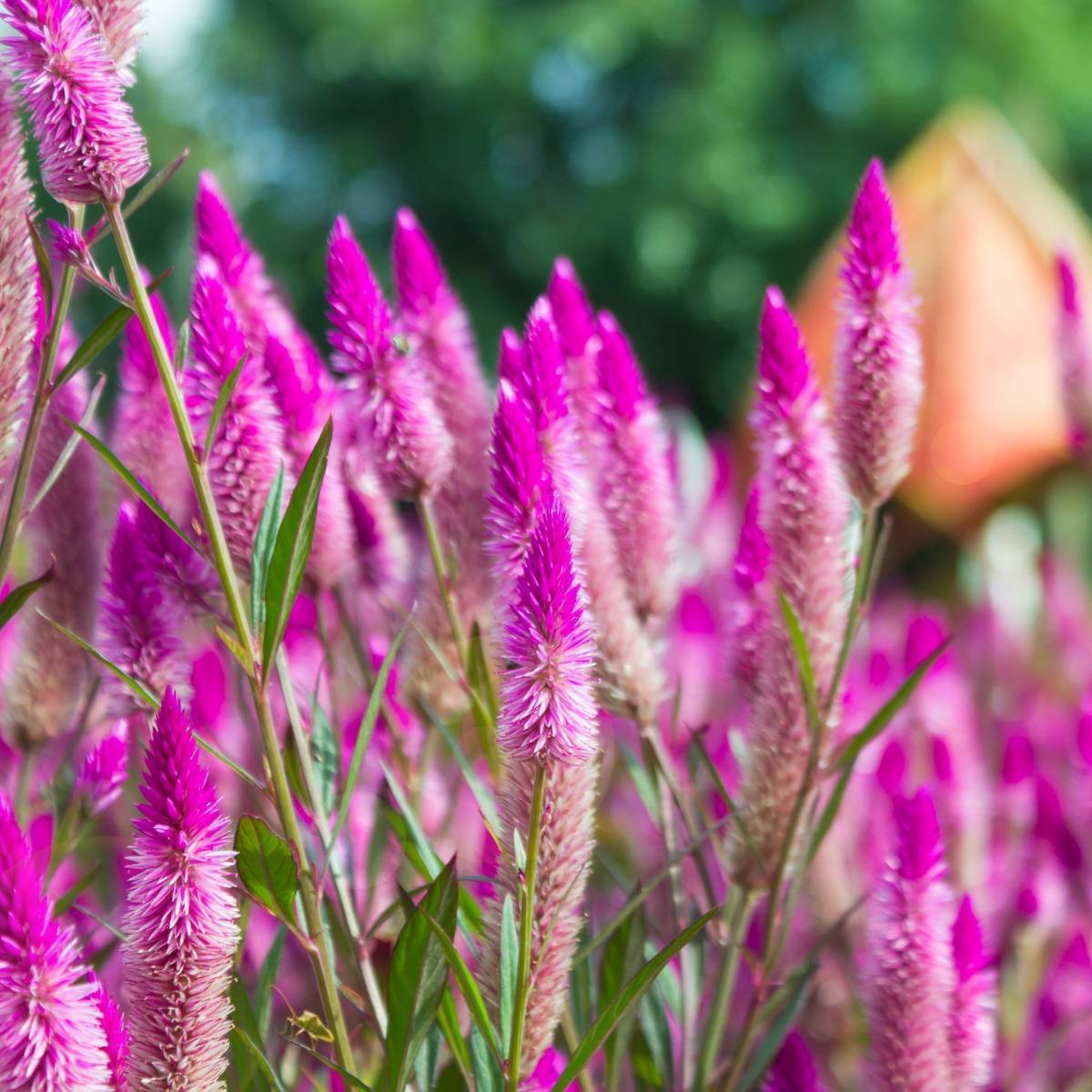 Flamingofederblumensamen (Celosia Spicata)