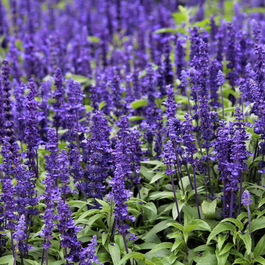 Lavender Herb Seeds