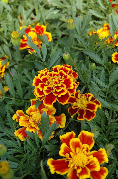 French Marigold 'Durango Bee' – Bright & Pollinator-Friendly Garden Flower