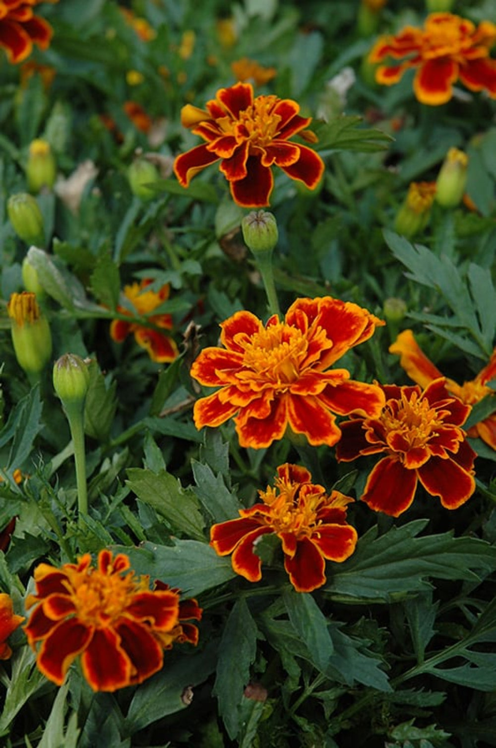 French Marigold 'Durango Flame' – Fiery Orange-Red Garden Flower