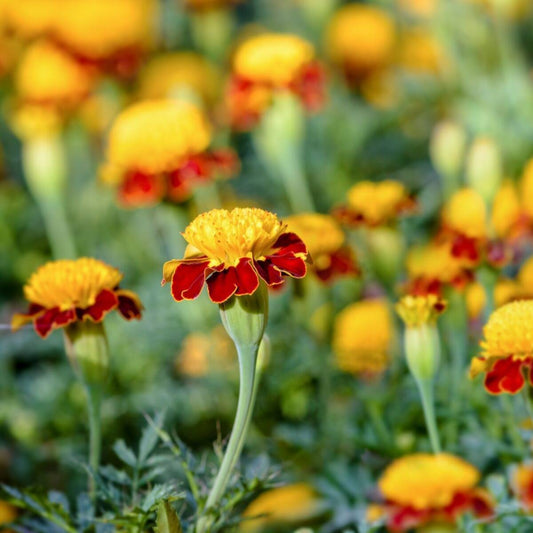 Tiger Eye Flower Seeds
