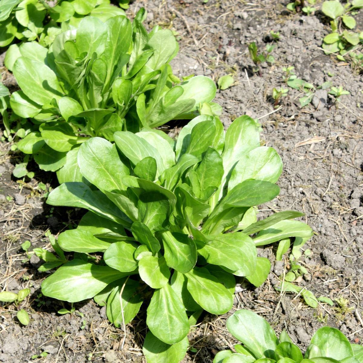 Corn Salad Vegetable Seeds