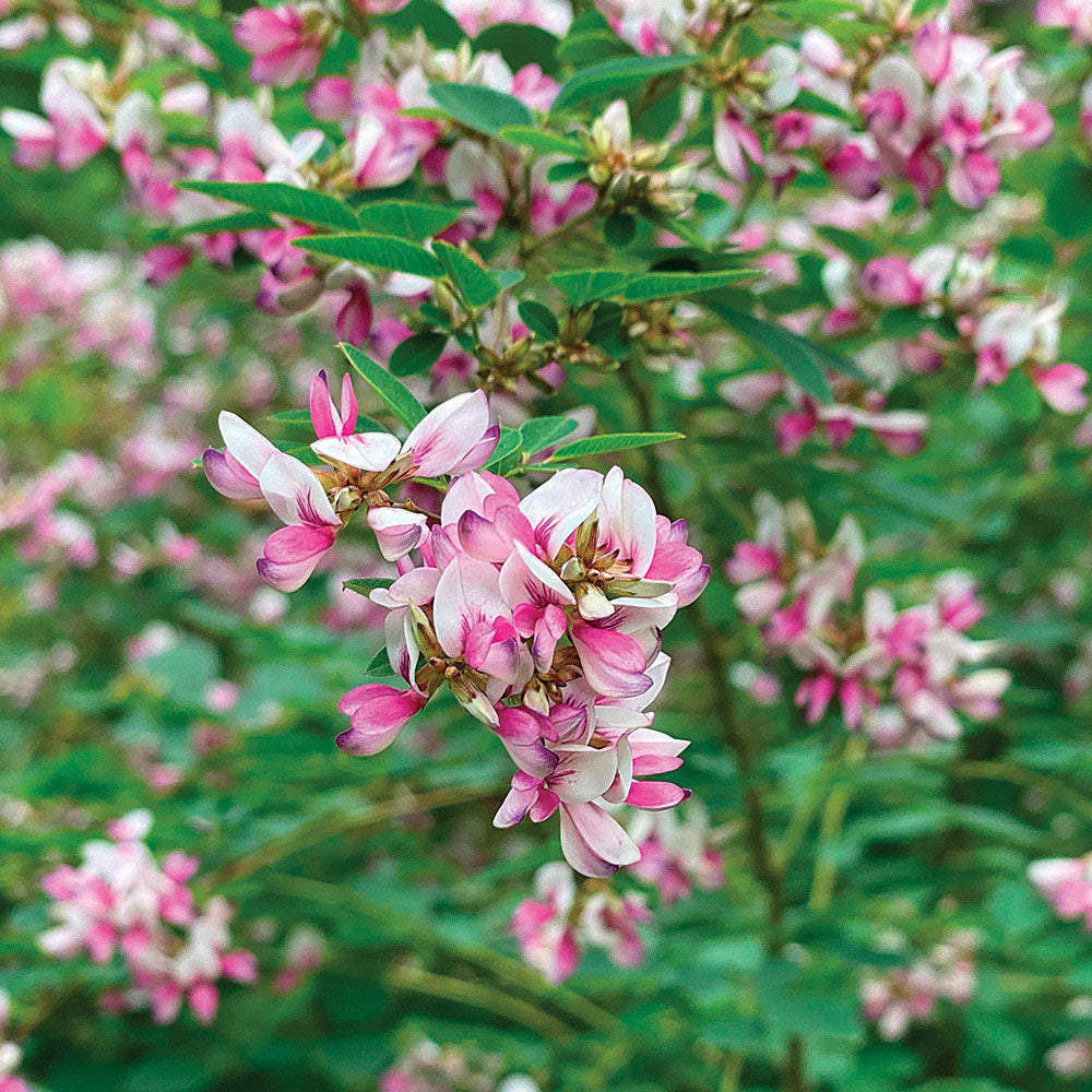 Bush Clover Shrub Seeds