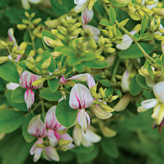 Bush Clover Shrub Seeds