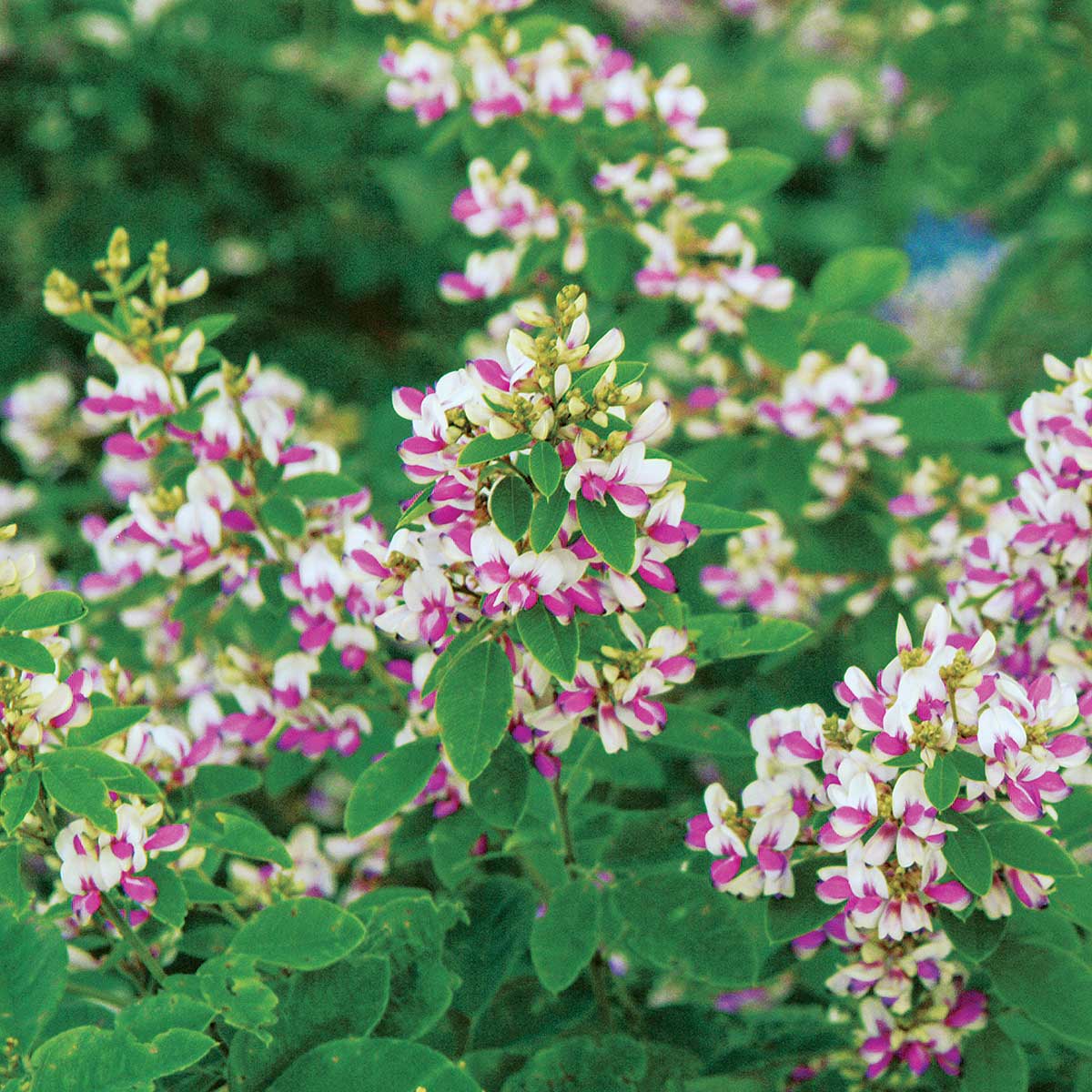Bush Clover Shrub Seeds