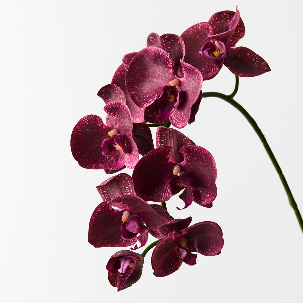 Phalaenopsis Orchid Flower seeds for Planting - Hardy Variety, Heirloom & GMO Free Seeds for Home Garden
 
 Sale for planting in home garden