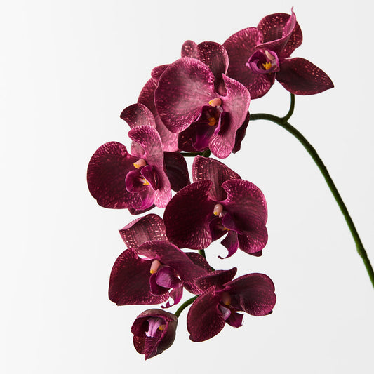 Phalaenopsis Orchid Flower seeds for Planting - Hardy Variety, Heirloom & GMO Free Seeds for Home Garden
 
 Sale for planting in home garden