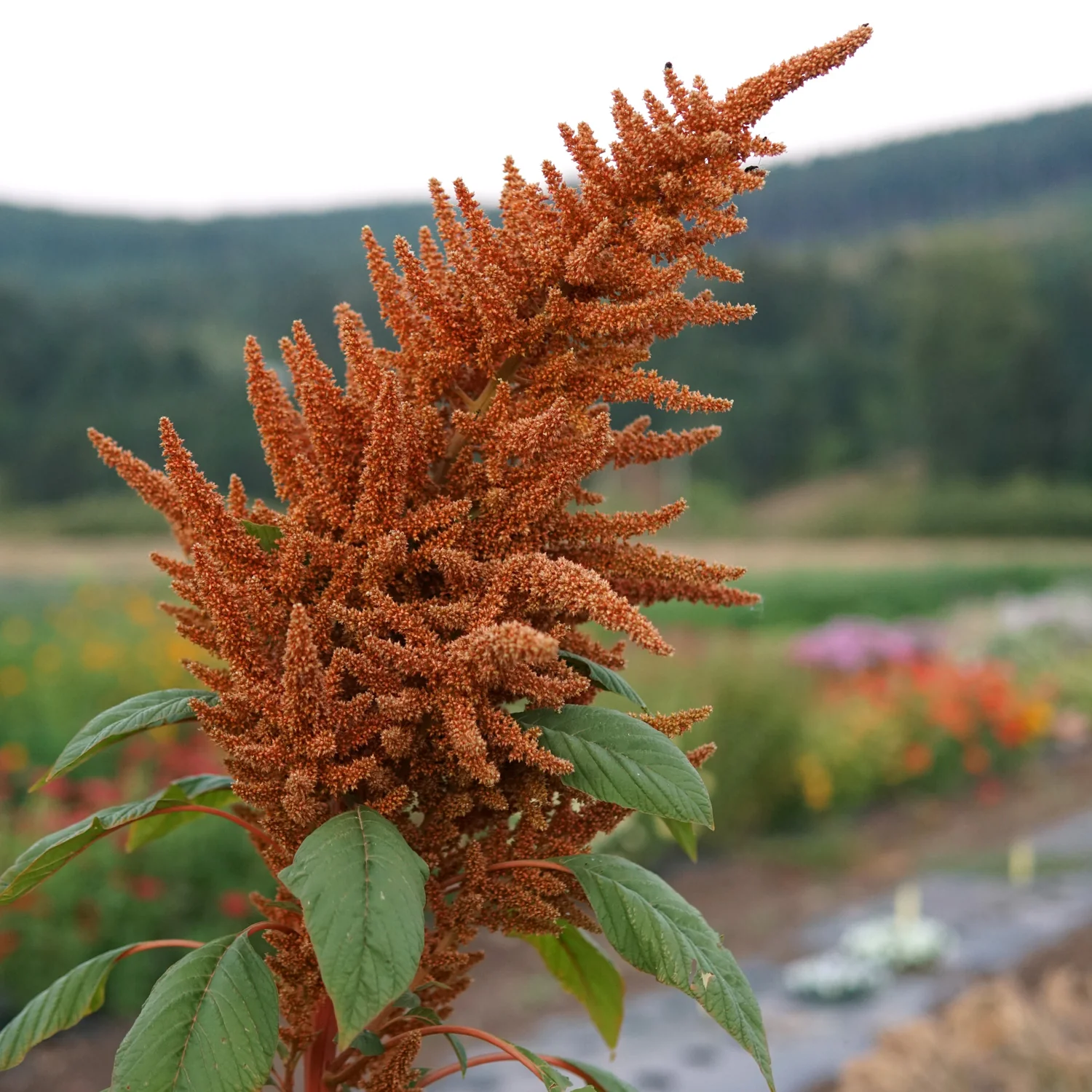 plants with large seeds Amaranthus Golden Giant Seeds for Planting – Heirloom, Non-GMO, Tall, – Pure Asia Seeds