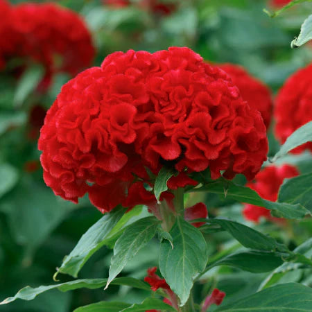 Celosia (Celosia Chief) seeds for planting in home garden