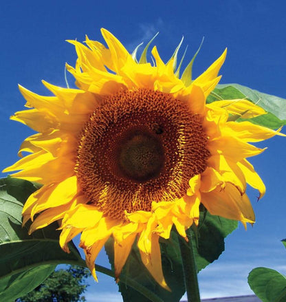 Mammoth Sunflower Seeds