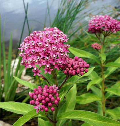 Asclepias Incarnata Flower Seeds
