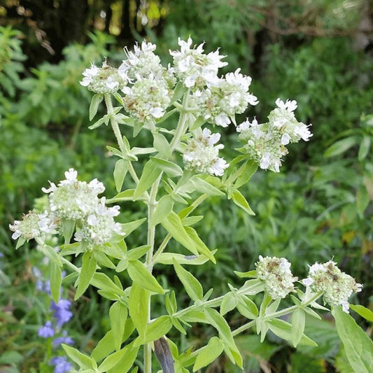 Hairy Mountain Mint Seeds