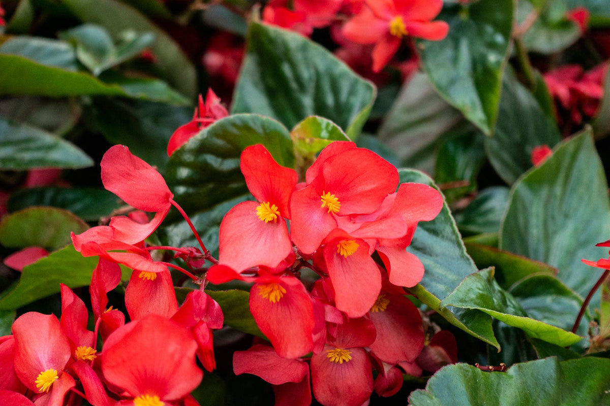 Begonia (Begonia Flower) seeds for planting in home garden