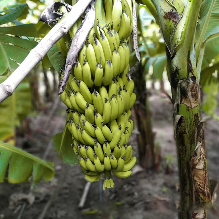 Dwarf Banana Fruit Seeds