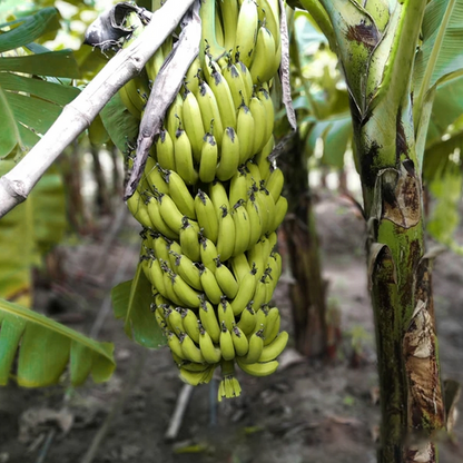 Dwarf Banana Fruit Seeds