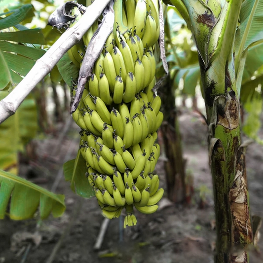 Dwarf Banana Fruit Seeds