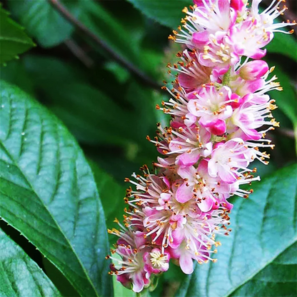 Pink Summersweet  Flower  Seeds