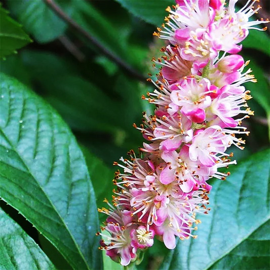 Pink Summersweet  Flower  Seeds