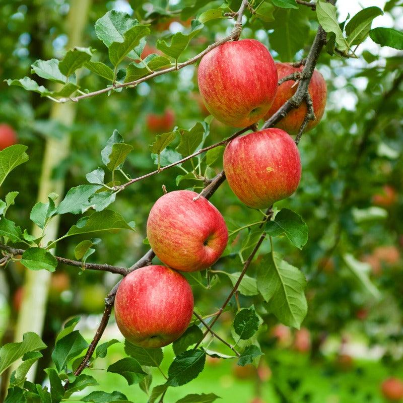 Fuji Apple Fruit Seeds