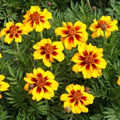 French Marigold Flower Seeds