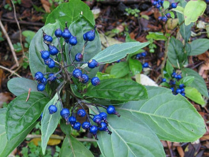 Blue Febrifuga Fruit Seeds - Essential Planting