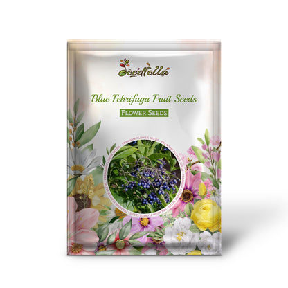 Blue Febrifuga Fruit Seeds - Essential Planting