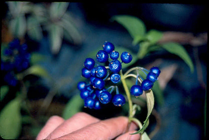 Blue Febrifuga Fruit Seeds - Essential Planting