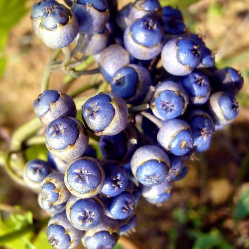 Blue Febrifuga Fruit Seeds Essential Planting heirloom non-gmo organic garden seeds