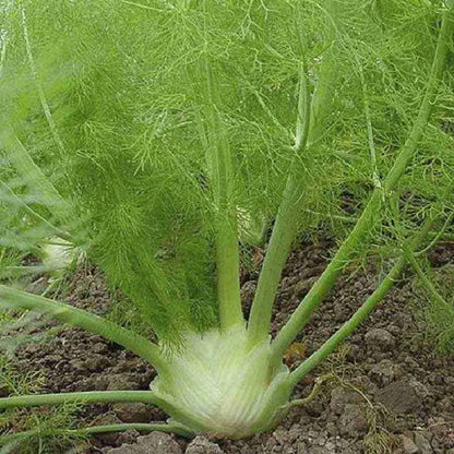 Florence Fennel Vegetable Seeds for Planting – Heirloom, Non-GMO, Easy to Grow, Annual
