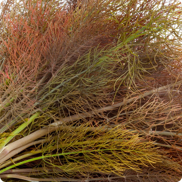 Fennel Seeds Bronze Foeniculum Vulgare heirloom non-gmo organic garden seeds