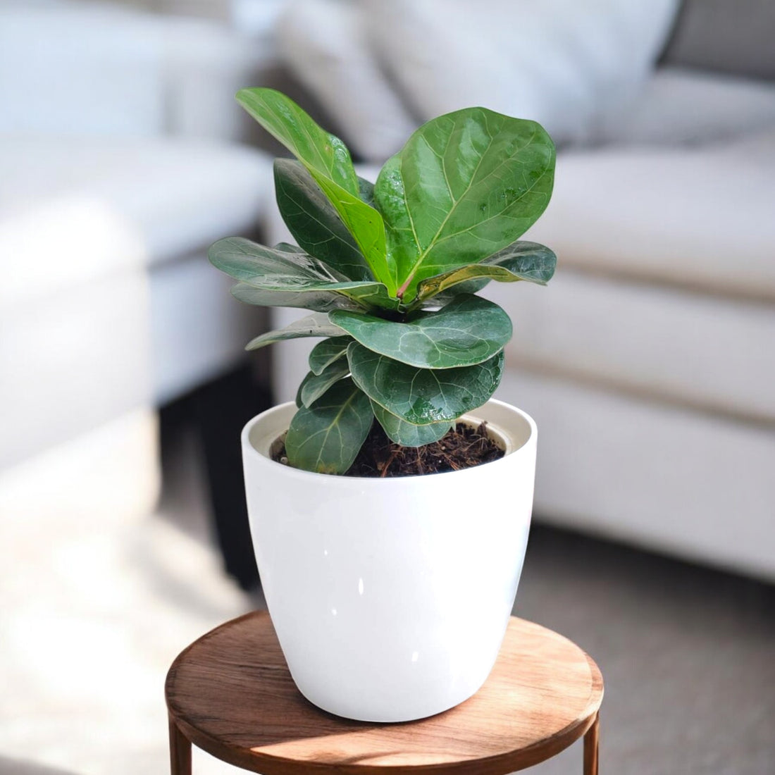 Ficus Lyrata Plant Seeds