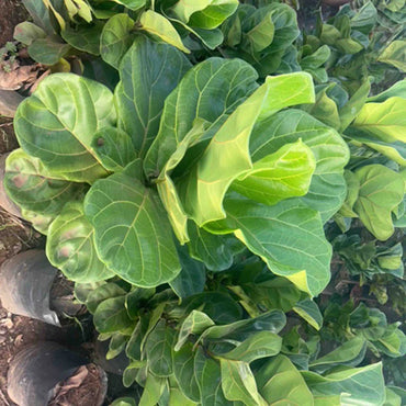 Ficus Lyrata Plant Seeds for Planting – Heirloom, Non-GMO, Tropical, Easy to Grow