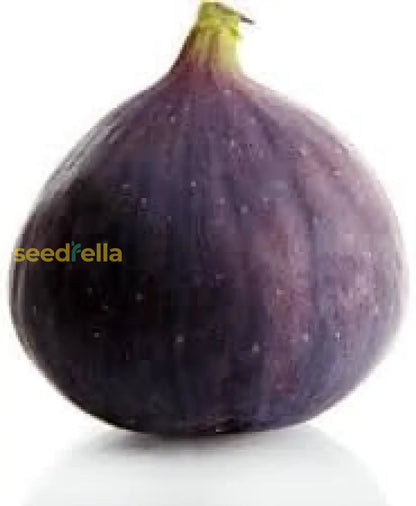 Fig Planting Seeds Collection Grow Fresh Figs In Your Garden heirloom non-gmo organic garden seeds