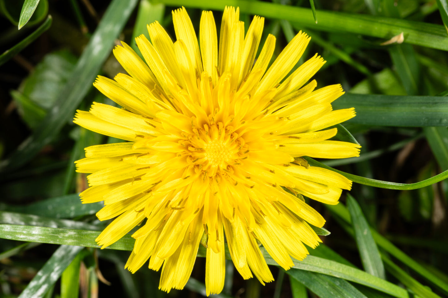 Yellow Dandelion Flower seeds for Planting - Perfect for Borders, Heirloom & GMO Free Seeds for Home Garden