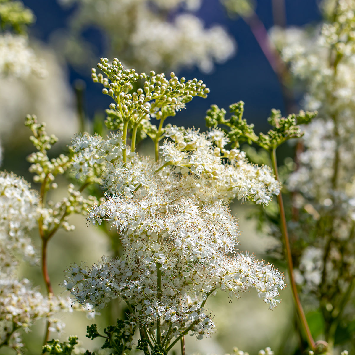 Semi di Erba di Dropwort