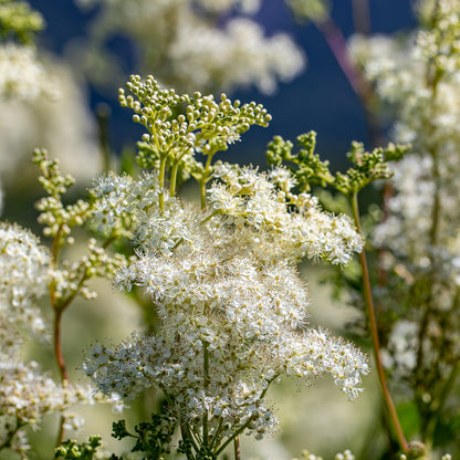 Semi di Erba di Dropwort