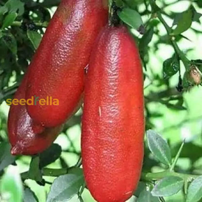 Finger Fruit Seeds - Planting Guide for Successful Growth Seeds