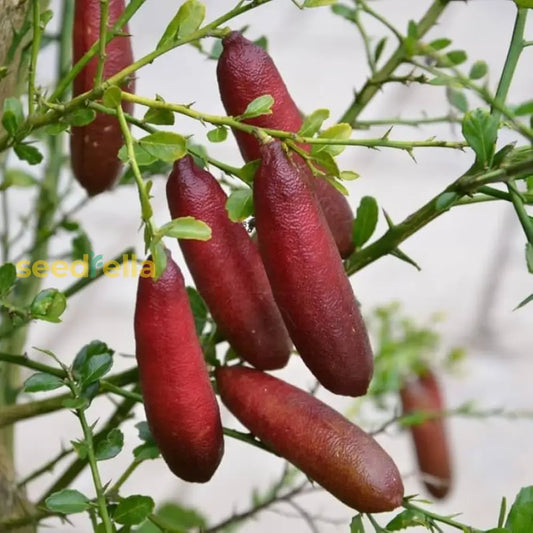 Finger Fruit Seeds Planting Guide For Successful Growth Seeds heirloom non-gmo organic garden seeds