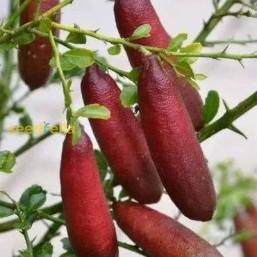 Finger Fruit Seeds - Planting Guide for Successful Growth Seeds