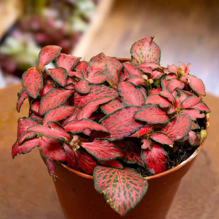 Fittonia Albivenis Flower plant Seeds