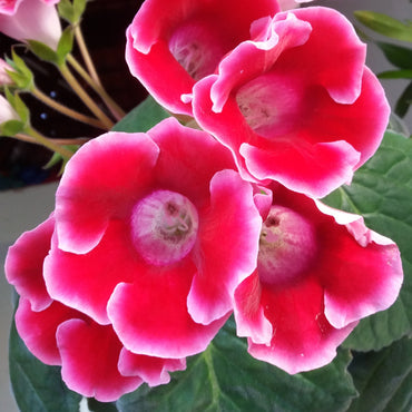 Sinningia Speciosa Flowers Seeds