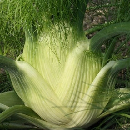 Florence Fennel Vegetable Seeds for Planting – Heirloom, Non-GMO, Easy to Grow, Annual