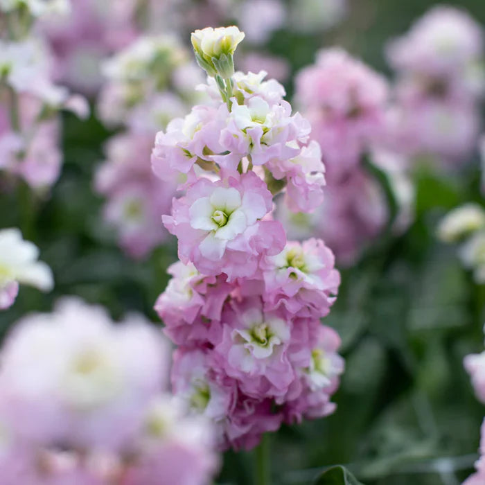 Light Pink Matthiola Incana Flower seeds for Planting Vibrant Colors Heirloom & GMO Free Seeds for Home Garden 
 
 Sale seeds for home garden planting