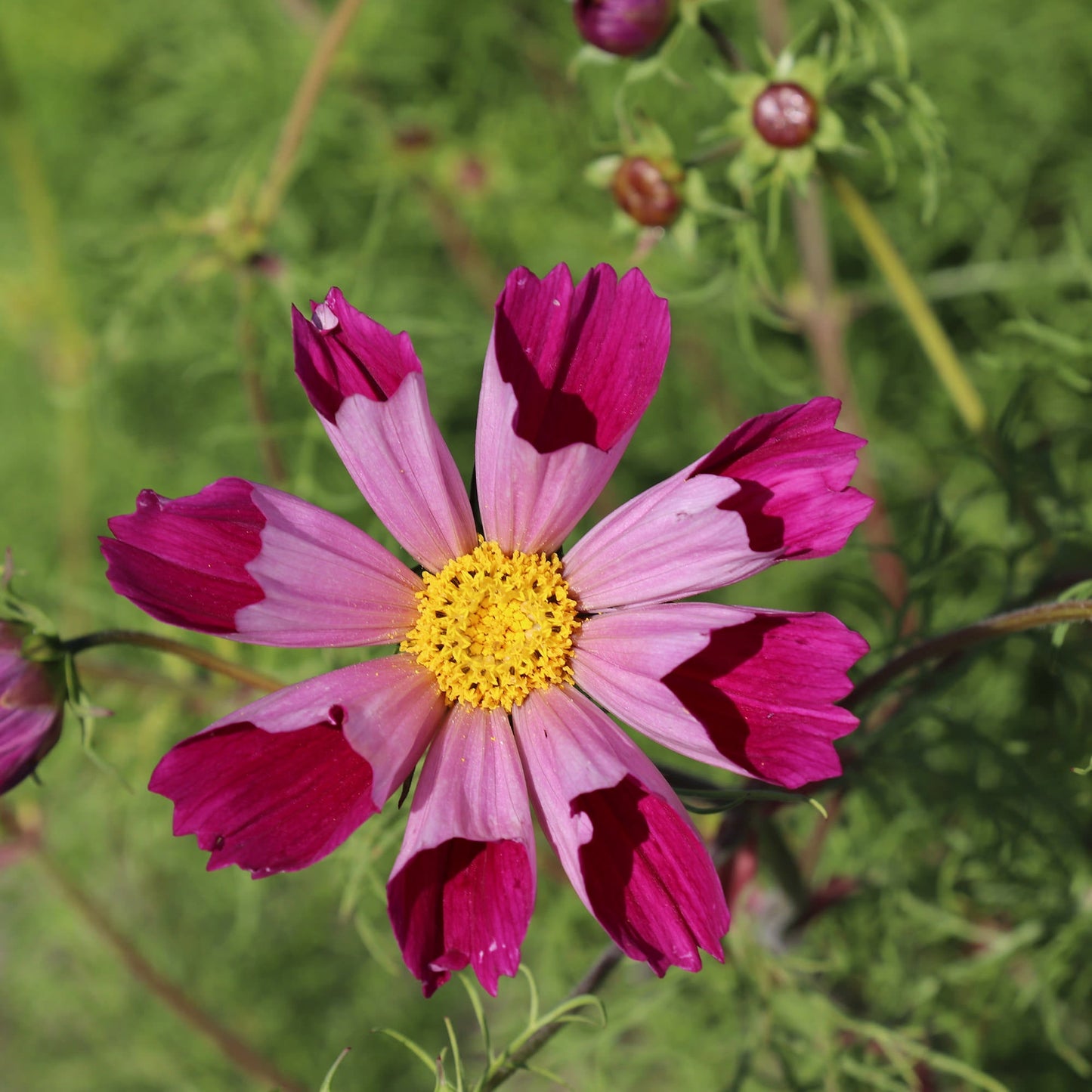 Sea Shells Cosmos Bipinnatus Flower Seeds