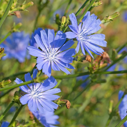 Chicory Herb Seeds