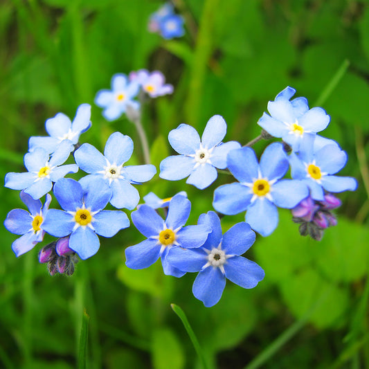 Forget-Me-Not Flower Seeds