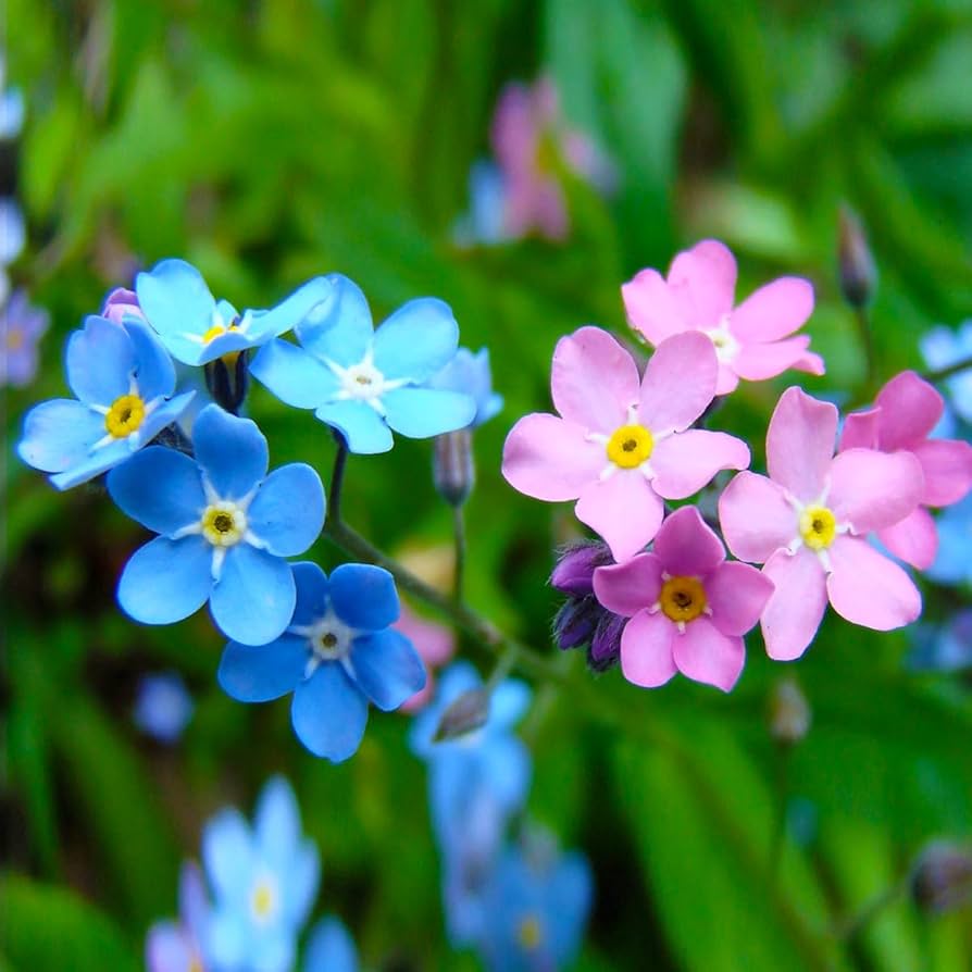 Forget-Me-Not Blue Flowers for Garden