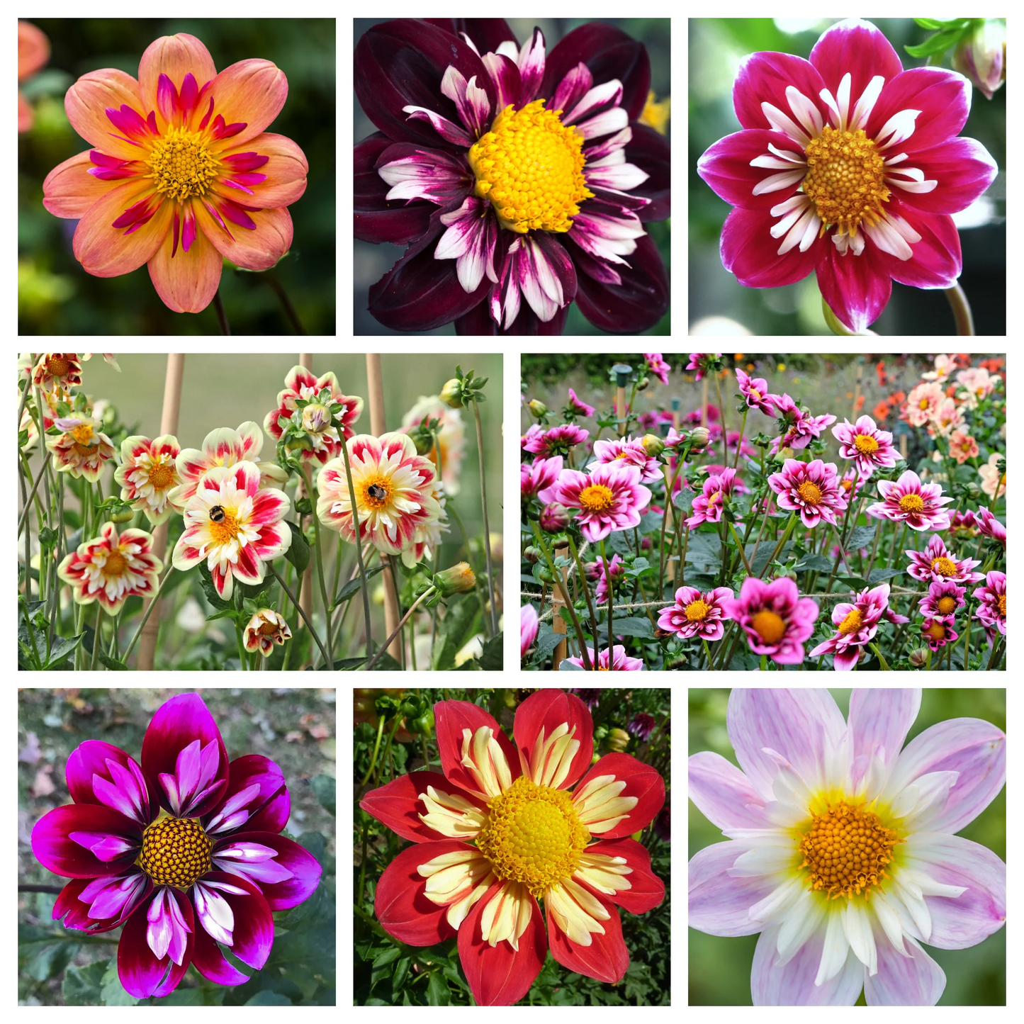 Collarette Dahlia Flower Seeds