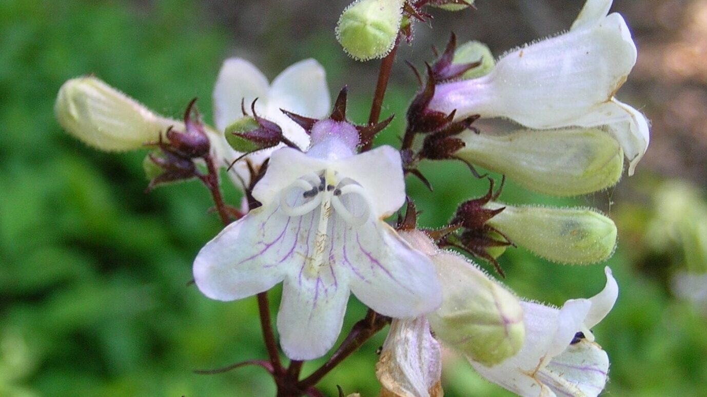 Foxglove Beardtongue Flower Seeds
