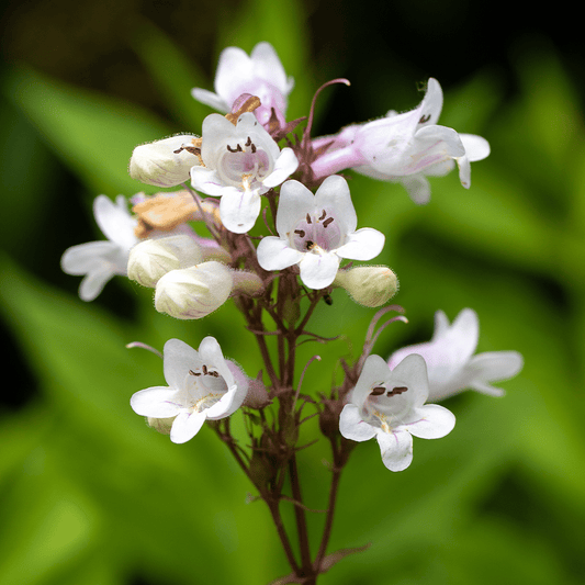 Foxglove Beardtongue Flower Seeds